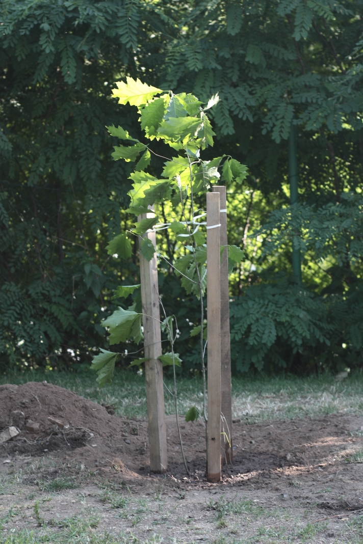 United Islands Oak tree Střelecký ostrov